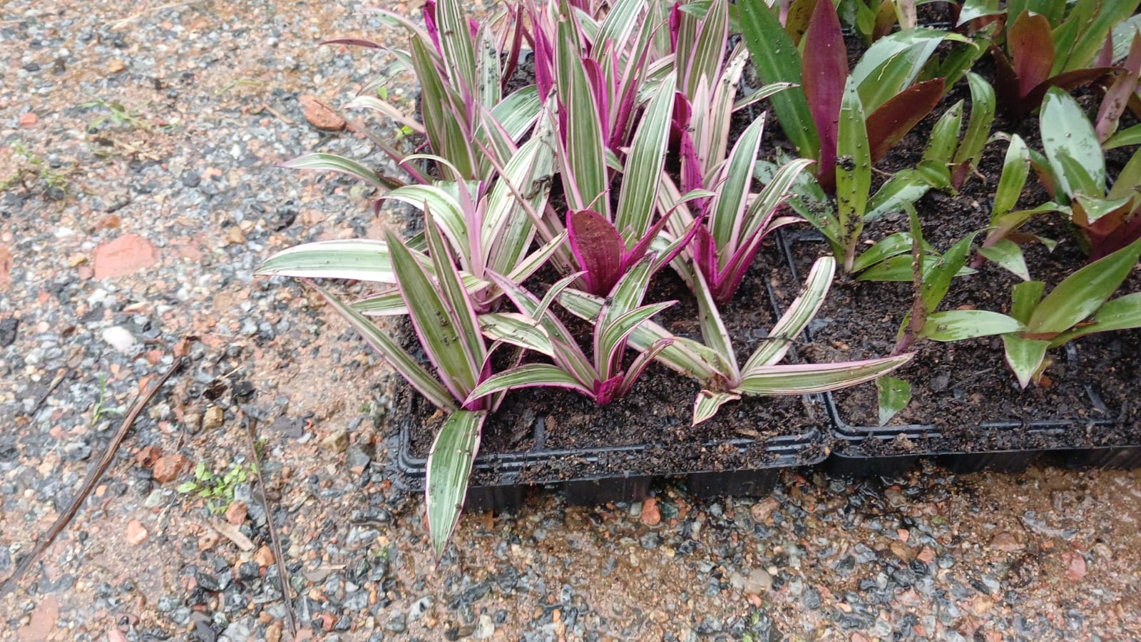 Plantas FAMIGU